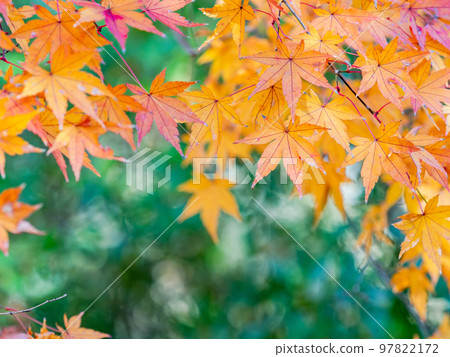 Autumn scenery Beautiful colorful autumn leaves Autumn scenery Beautiful colorful autumn leaves 97822172