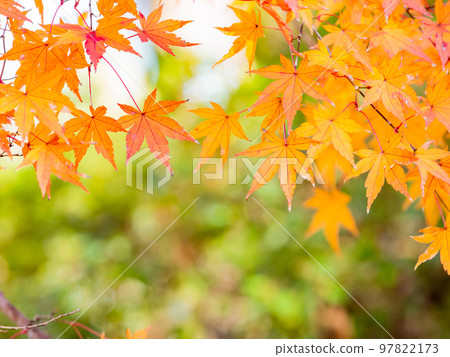 Autumn scenery Beautiful colorful autumn leaves Autumn scenery Beautiful colorful autumn leaves 97822173