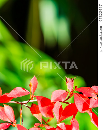 秋天的美景：吊蘭鮮紅的葉子 97822437