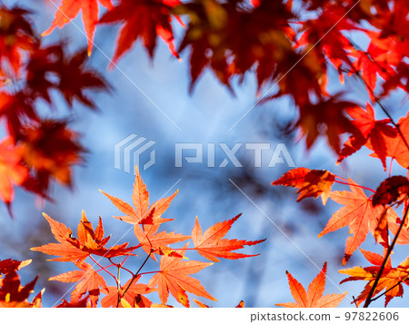 Autumn scenery Beautiful colorful autumn leaves Autumn scenery Beautiful colorful autumn leaves 97822606