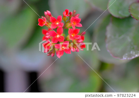 Kalanchoe blossfeldiana Poelln, Kalanchoe blossfeldiana or Flaming Katy or Kalanchoe or CRASSULACEAE Kalanchoe blossfeldiana Poelln, Kalanchoe blossfeldiana or Flaming Katy or Kalanchoe or CRASSULACEAE 97823224