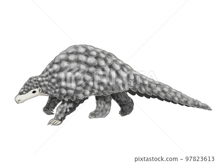 color illustration of pangolin color illustration of pangolin 97823613