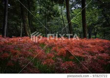 Red Spider Lilies 97823722