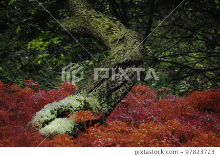 Crimson and Green 97823723