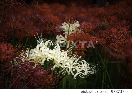 Red and White 97823724