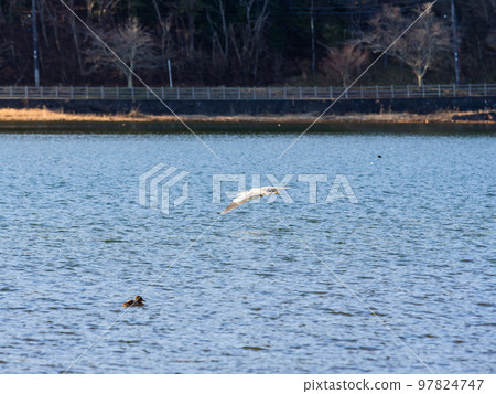 Scenery of Lake Yamanaka in early winter Egrets dancing on the surface of the lake 97824747
