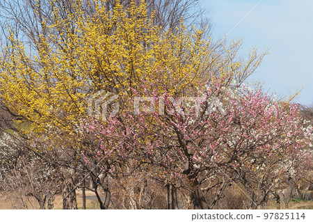 Sansuyu flowers and plum blossoms Sansuyu flowers and plum blossoms 97825114