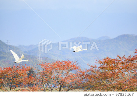 Niigata Swans in flight Niigata Swans in flight 97825167