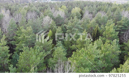Spring green forest. Drone slow video view. 97825255