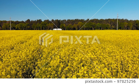 A field of rapeseed next to the road and woods. 97825256