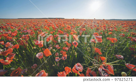 A large field of red poppy flowers at sunset. A large field of red poppy flowers at sunset. 97825271