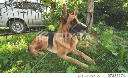 A German shepherd lying on the grass. A German shepherd lying on the grass. 97825274