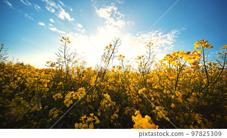 Rapeseed flowers at sunset. Video using a slider. 97825309