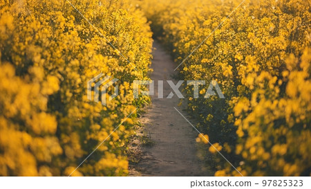 A path in a field of rapeseed on a spring day. A path in a field of rapeseed on a spring day. 97825323
