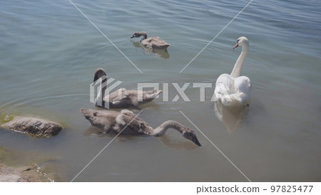 A swan with chicks swimming close to shore. A swan with chicks swimming close to shore. 97825477