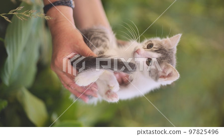 A woman holds a shivering kitten outside. Verical view. A woman holds a shivering kitten outside. Verical view. 97825496