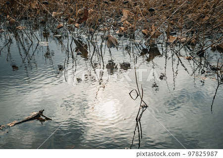 Winter lotus pond [Azumino Ikeda Craft Park] 97825987
