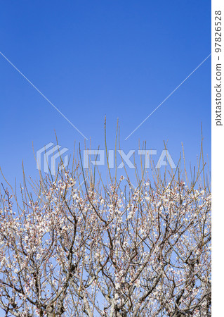 Blue sky and white plum blossoms Blue sky and white plum blossoms 97826528