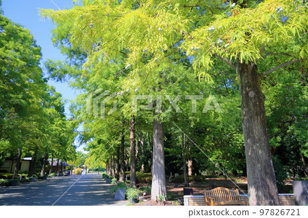 Lakshow tree 97826721