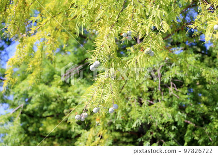 Raw dumplings 97826722