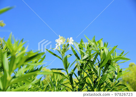 荔枝花 荔枝花 97826723