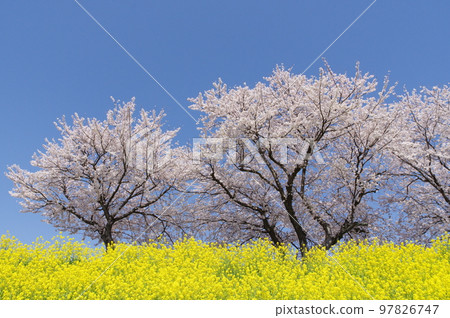 盛開的油菜花和櫻花 97826747