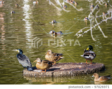 A pond where waterfowl play A pond where waterfowl play 97826971