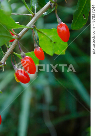 Wolfberry berry close-up 97827244