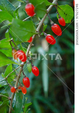 Wolfberry berry close-up Wolfberry berry close-up 97827246