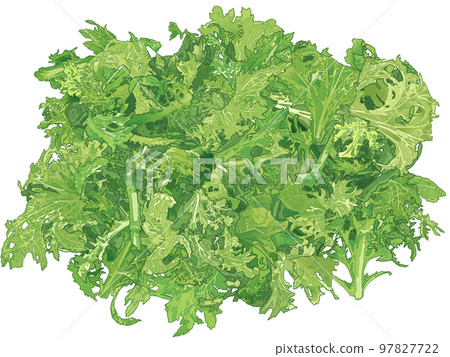 Realistic hand-drawn and detailed illustrations of fresh and vibrant salads 97827722