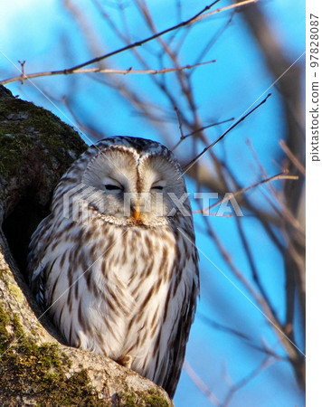 Ezo owls in Hokkaido Ezo owls in Hokkaido 97828087