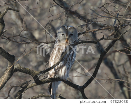 Ezo owls in Hokkaido Ezo owls in Hokkaido 97828088