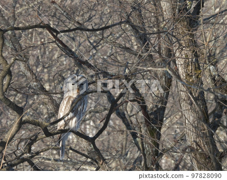 Ezo owls in Hokkaido Ezo owls in Hokkaido 97828090