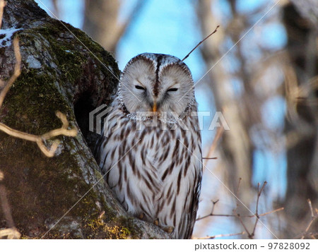Ezo owls in Hokkaido Ezo owls in Hokkaido 97828092