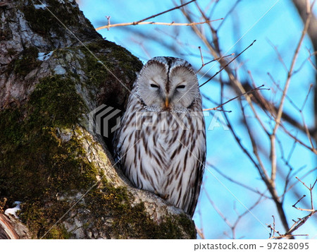 Ezo owls in Hokkaido Ezo owls in Hokkaido 97828095