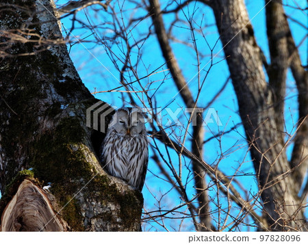 Ezo owls in Hokkaido Ezo owls in Hokkaido 97828096