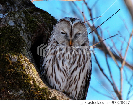 Ezo owls in Hokkaido Ezo owls in Hokkaido 97828097