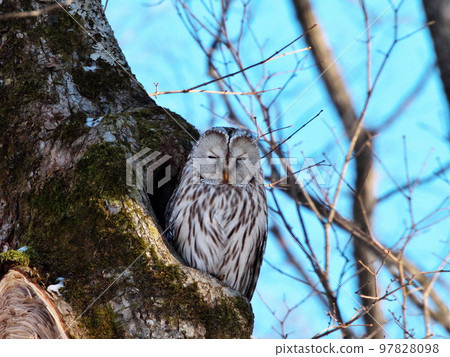 Ezo owls in Hokkaido Ezo owls in Hokkaido 97828098