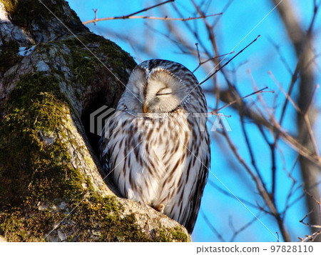 Ezo owls in Hokkaido 97828110