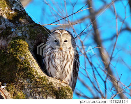 Ezo owls in Hokkaido Ezo owls in Hokkaido 97828124