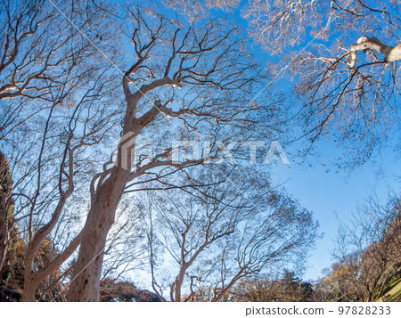 The dynamic tree shape of the Siberian Suberiens photographed with a diagonal fisheye lens 97828233
