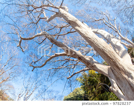 The dynamic tree shape of the Siberian Suberiens photographed with a diagonal fisheye lens 97828237