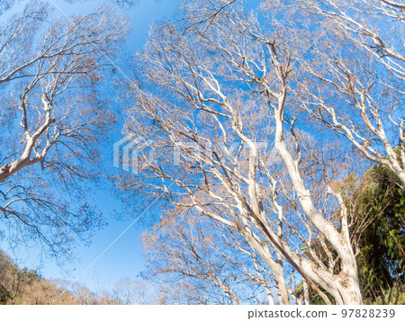 The dynamic tree shape of the Siberian Suberiens photographed with a diagonal fisheye lens 97828239