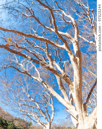 The dynamic tree shape of the Siberian Suberiens photographed with a diagonal fisheye lens 97828244