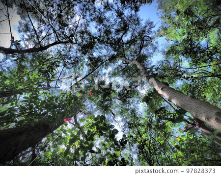 Trees overgrown at Cape Maeda, Onna Village, Okinawa Prefecture Trees overgrown at Cape Maeda, Onna Village, Okinawa Prefecture 97828373