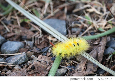 bright yellow apple moth larvae bright yellow apple moth larvae 97828602