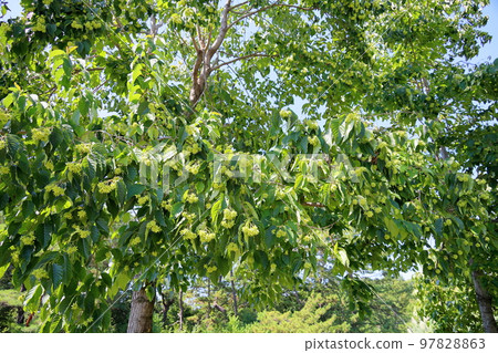 Kamburenboku的果實 Kamburenboku的果實 97828863