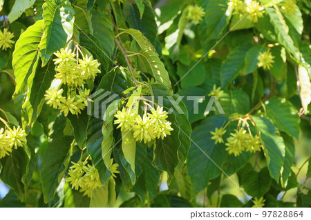 Kamburenboku的果實 Kamburenboku的果實 97828864