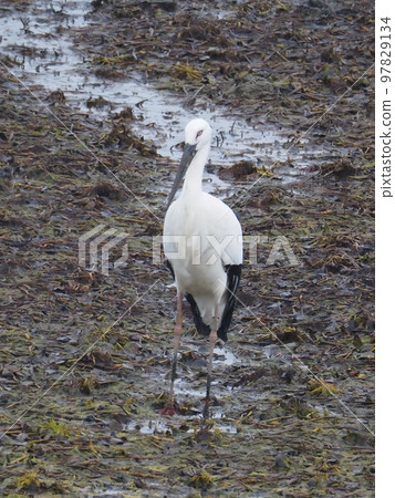 A stork looking for food in a pond 97829134