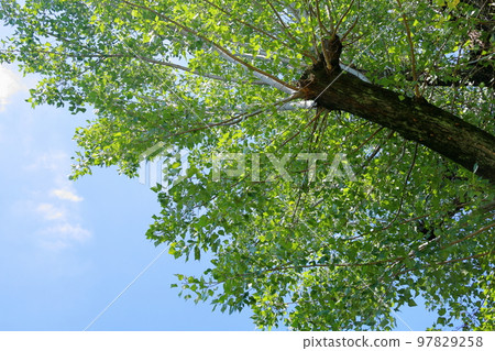 carolina poplar tree 97829258